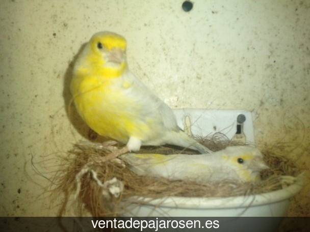 Cria de pajaros para principiantes Errigoiti?